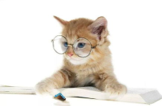 娱乐吃瓜君小猫咪,揭秘网络红猫的娱乐世界