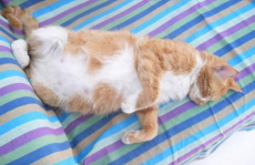 猫怀孕几个月生产